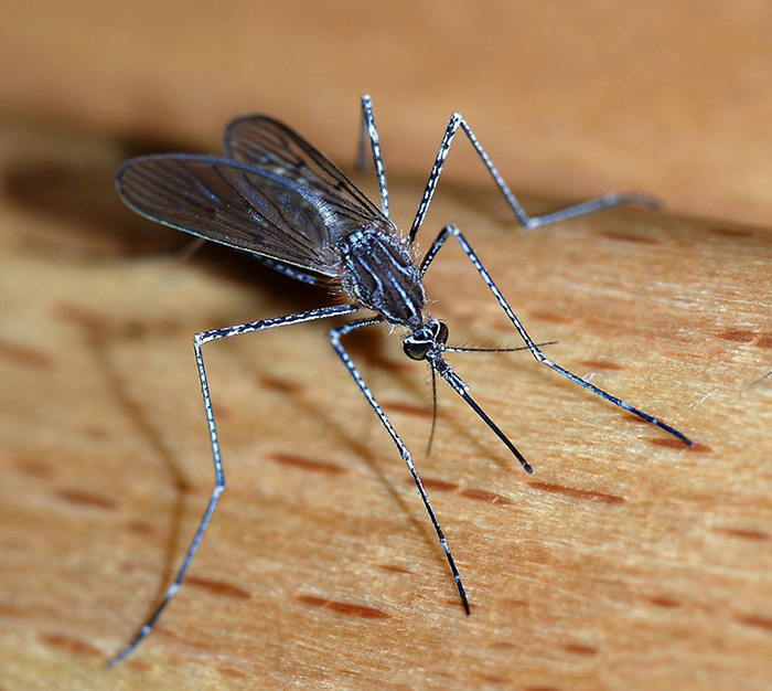 Mosquitoes Bite Some People More Than Others